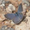 Zizina otis labradus (Common Grass Blue).jpg